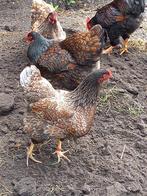 broedeieren barnevelder dubbel gezoomd, Dieren en Toebehoren, Pluimvee, Geslacht onbekend, Kip