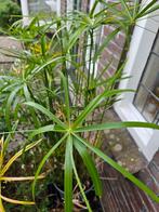 Parapluplant, Tuin en Terras, Planten | Tuinplanten, Ophalen, Overige soorten