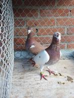 Choco vliegduiven met stamkaarten, Meerdere dieren, Postduif
