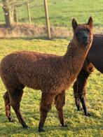 Alpaca hengst, Dieren en Toebehoren, Juli, Mannelijk