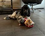 Engelse Cocker Spaniel Teef Pup , blauw schimmel, Dieren en Toebehoren, 15 weken tot 1 jaar, CDV (hondenziekte), Teef, Eén hond