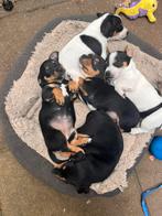 Jack Russels Puppys te koop, Dieren en Toebehoren, Honden | Beagles, Bassets en Lopende honden, Overige rassen, 8 tot 15 weken