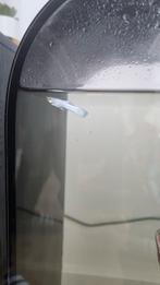 Snow white gup gratis afhalen alleen vandaag, Dieren en Toebehoren, Vissen | Aquariumvissen, Vis