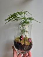 Glas met diglett van pokemon en asparagus, Groene kamerplant, Ophalen of Verzenden, Overige soorten, Minder dan 100 cm