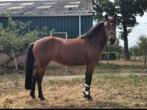 Knappe 3,5 jarige new forest merrie, Dieren en Toebehoren, Pony's, Merrie, Dressuurpony, 3 tot 6 jaar, D pony (1.37m tot 1.48m)