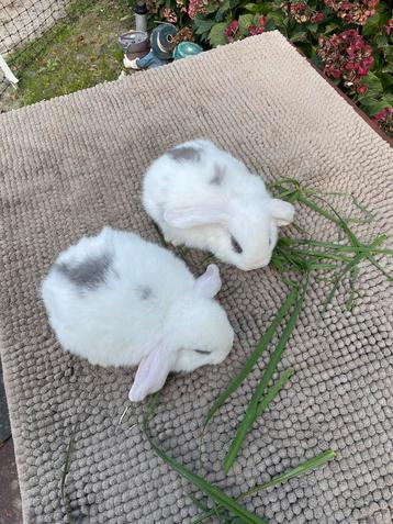 Minilop konijntje beschikbaar voor biedingen