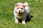 Chow Chow pups te koop, Dieren en Toebehoren, Honden | Poolhonden, Keeshonden en Oertypen, Rabiës (hondsdolheid), 15 weken tot 1 jaar