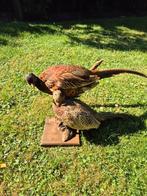 Supermooi en puntgaaf koppeltje fazanten, Dieren en Toebehoren, Meerdere dieren, Tropenvogel