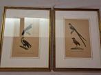 Twee ingelijste vogelprenten, 19e eeuw, Ophalen of Verzenden