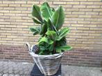 Bananenplant, Tuin en Terras, Planten | Tuinplanten, Volle zon, Vaste plant, Bloeit niet, Ophalen