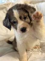 Duitse dog krusing pups, Dieren en Toebehoren, 8 tot 15 weken, Groot, CDV (hondenziekte), Meerdere