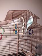 2 parkieten, Dieren en Toebehoren, Vogels | Parkieten en Papegaaien, Mannelijk, Parkiet