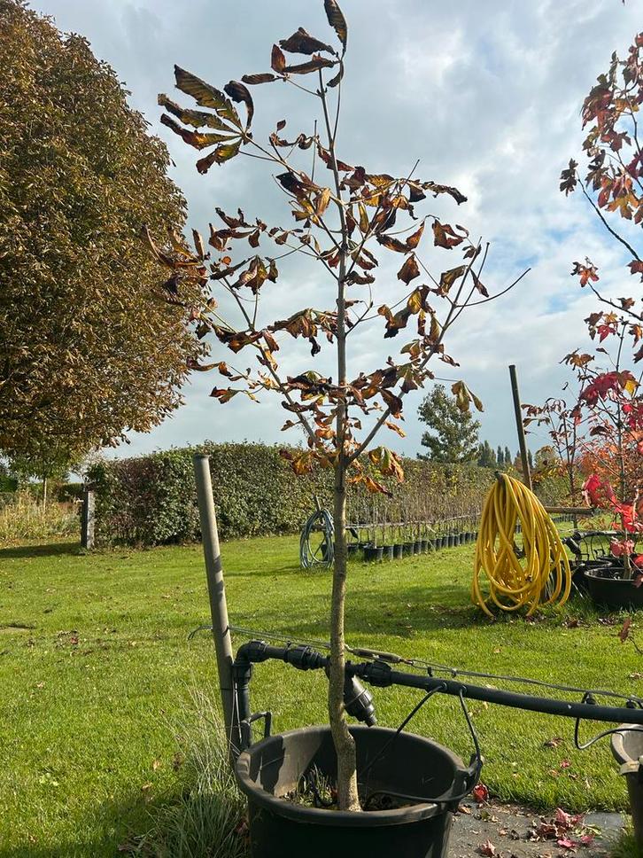 Paardenkastanje 200-250cm in pot (enkel/meerstammig), Tuin en Terras, Planten | Bomen, Overige soorten, 100 tot 250 cm, Volle zon