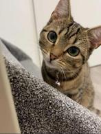 Europees korthaar, Dieren en Toebehoren, Meerdere dieren, 0 tot 2 jaar