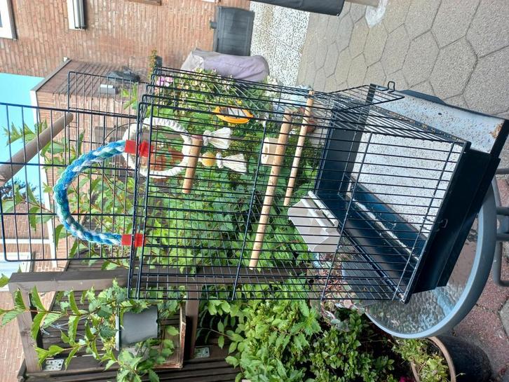 Grote vogelkooi, Dieren en Toebehoren, Vogels | Hokken en Kooien, Zo goed als nieuw, Vogelkooi, Metaal, Ophalen
