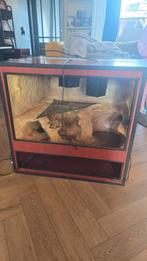 Terrarium reptiel, Dieren en Toebehoren, Ophalen