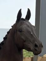 2 jarige bloedmooie dressuur merrie van fokker, Dieren en Toebehoren, Paarden, Merrie, Minder dan 160 cm, Gechipt, Dressuurpaard