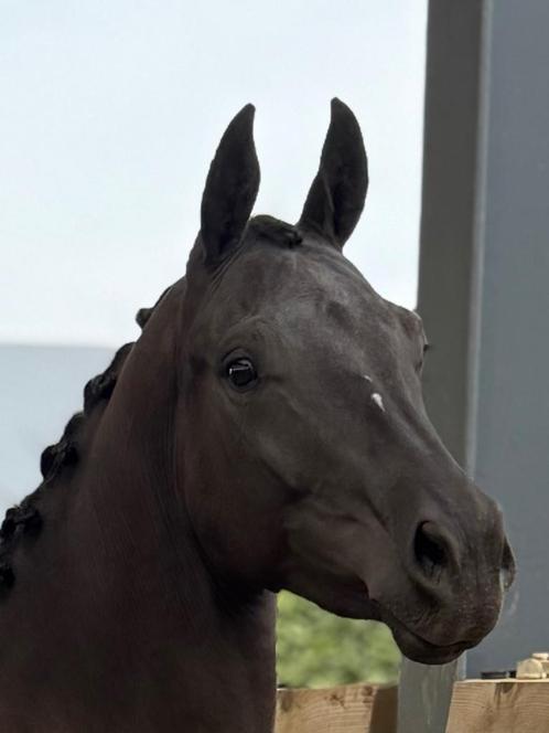 2 jarige bloedmooie dressuur merrie van fokker, Dieren en Toebehoren, Paarden, Merrie, Onbeleerd, Minder dan 160 cm, 0 tot 2 jaar