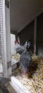 Hollandse kriel  haan, Dieren en Toebehoren, Pluimvee, Mannelijk, Kip