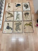 Antieke Schoolplaten - Dieren ABC, Antiek en Kunst, Antiek | Schoolplaten, Ophalen of Verzenden, Natuur en Biologie