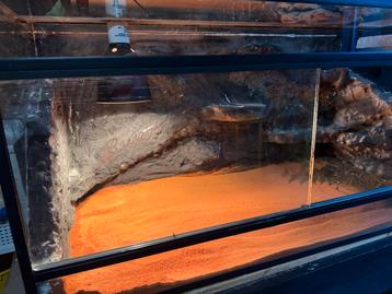 Terarium reptielen beschikbaar voor biedingen
