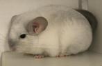 wit-violet chinchilla vrouwtje, Dieren en Toebehoren, Knaagdieren, Vrouwelijk, Chinchilla, Voor 1 juli 2024, Tam