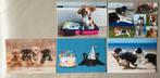 5 nieuwe ansichtkaarten met honden van De Stulp, Verzamelen, Ophalen of Verzenden, 1980 tot heden, Ongelopen, Hond of Kat