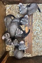 Jonge fretjes, Dieren en Toebehoren, Overige Dieren, Mei, Meerdere dieren