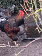 broedeieren dubbel gezoomde barnevelders wyandotte groot, Dieren en Toebehoren, Pluimvee, Geslacht onbekend, Kip