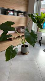 Grote tropische groene plant Olifantsoor, Alocasia, in pot, Huis en Inrichting, Kamerplanten, 100 tot 150 cm, In pot, Ophalen