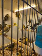 Diverse kanaries koppels, Dieren en Toebehoren, Vogels | Kanaries, Meerdere dieren, Kleurkanarie