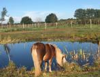 Pensionstalling – Paddock Paradise, Dieren en Toebehoren, Weidegang, 4 paarden of pony's of meer