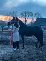 Bijrijdpaard gezocht, Ophalen of Verzenden