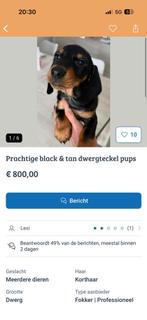 Dwerg teckel! BROODFOKKER  noemt zichzelf Lexi PAS OP!!!!, Tickets en Kaartjes, Eén persoon