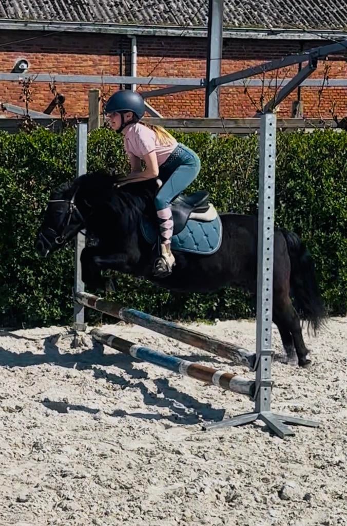 Hele knappe bereden en betuigde shetlander merrie, Zadelmak, A pony (tot 1.17m), 3 tot 6 jaar, Recreatiepony