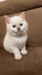 Kitten britse korthaar, Dieren en Toebehoren, Kater, Ontwormd, 0 tot 2 jaar