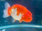 Ranchu goudvis, Vis, Zoetwatervis