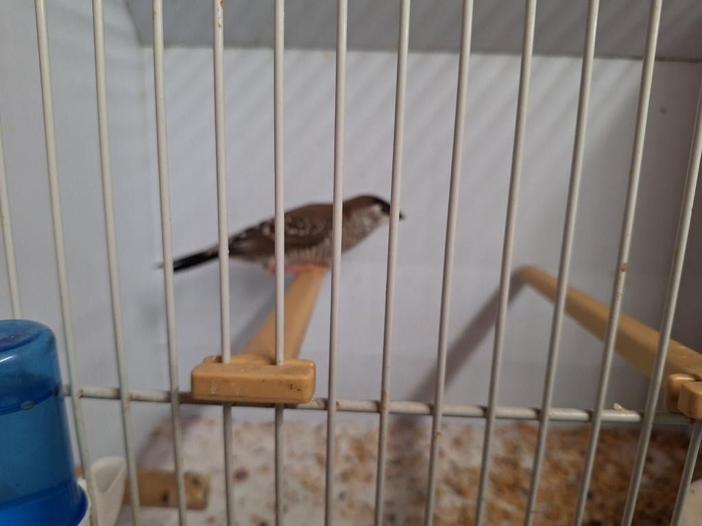 Ceres amadine man, Dieren en Toebehoren, Mannelijk