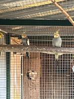 Valkparkieten te koop, Dieren en Toebehoren, Vogels | Parkieten en Papegaaien, Meerdere dieren, Parkiet