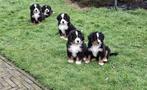 berner sennen pups, Dieren en Toebehoren, 8 tot 15 weken, Meerdere, Nederland, Particulier