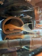 Puntgave Albino Gibbiceps Pleco ~20cm, Vis