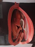 The Facts of Life - Pop-up boek over het menselijk lichaam, Ophalen of Verzenden, Gelezen, Zwangerschap en Bevalling