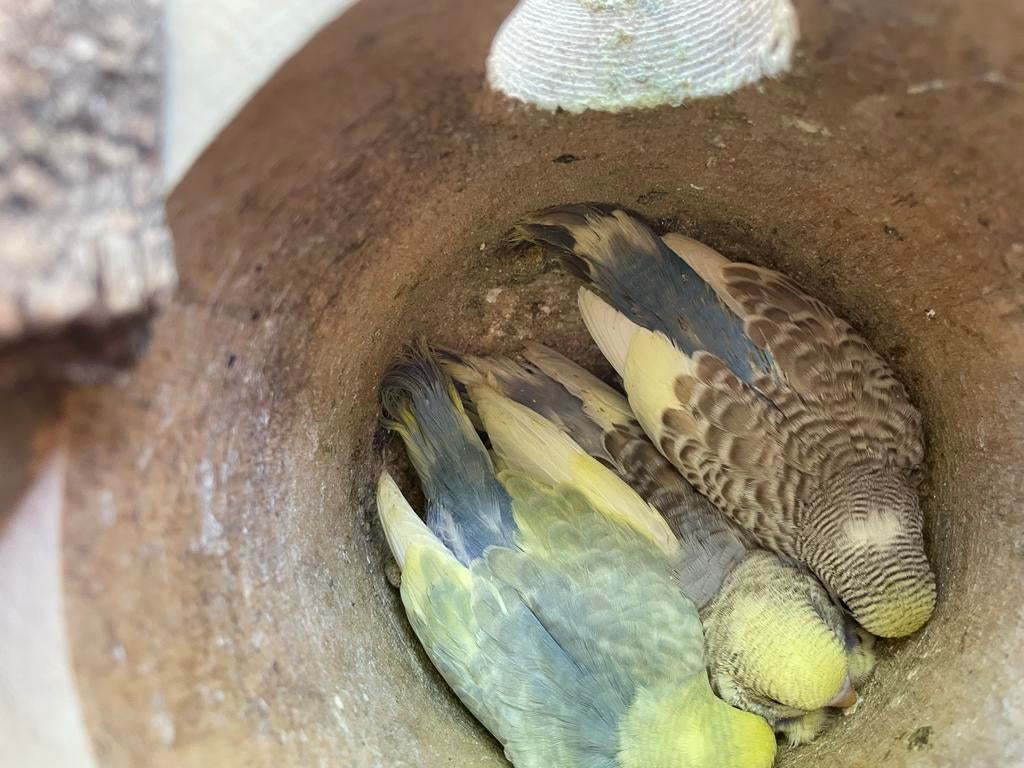 Jonge  grasparkieten, diverse kleuren., Dieren en Toebehoren, Vogels | Parkieten en Papegaaien, Meerdere dieren, Parkiet