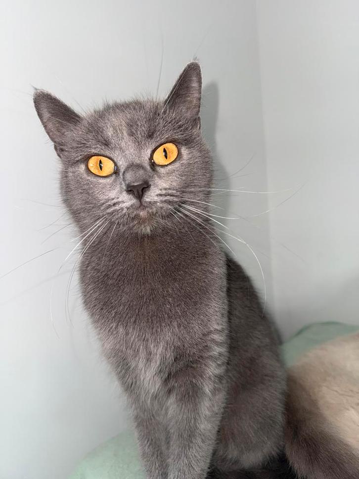 Brits korthaar poes 1,5 jaar oud (inclusief alle spullen), Dieren en Toebehoren, Katten en Kittens | Dekkaters, 0 tot 2 jaar