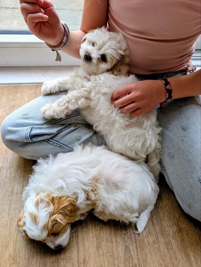 MaltiPoo pups, Parvo, Overige rassen, 8 tot 15 weken, Meerdere