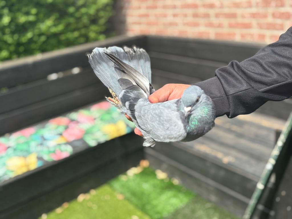 Duiven takla man, zes maanden oud, Dieren en Toebehoren, Vogels | Duiven