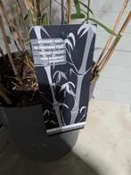 Bamboe F. ‘Nitida Black Pearl’  Wintergroen & Niet Woekerend, Vaste plant, Bloeit niet, Halfschaduw, Ophalen
