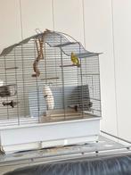 Mozambique sijs, Mannelijk