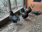 Broedeieren Drentse kriel, Dieren en Toebehoren, Pluimvee, Geslacht onbekend, Kip