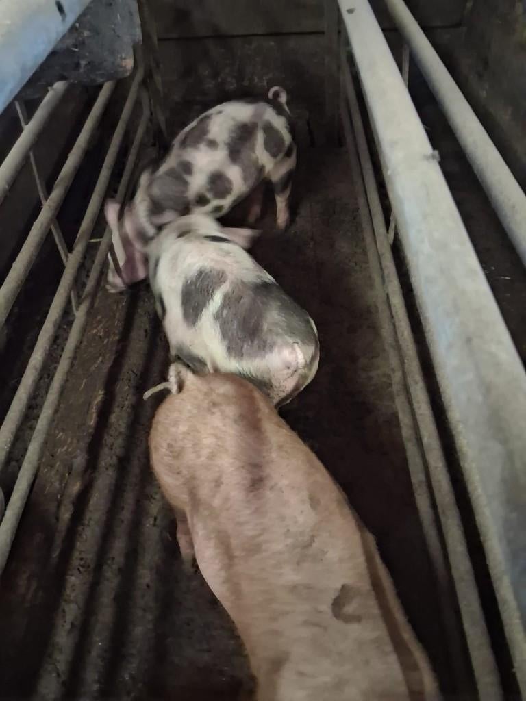 Vleesbiggen, Meerdere dieren, Varken, 0 tot 2 jaar